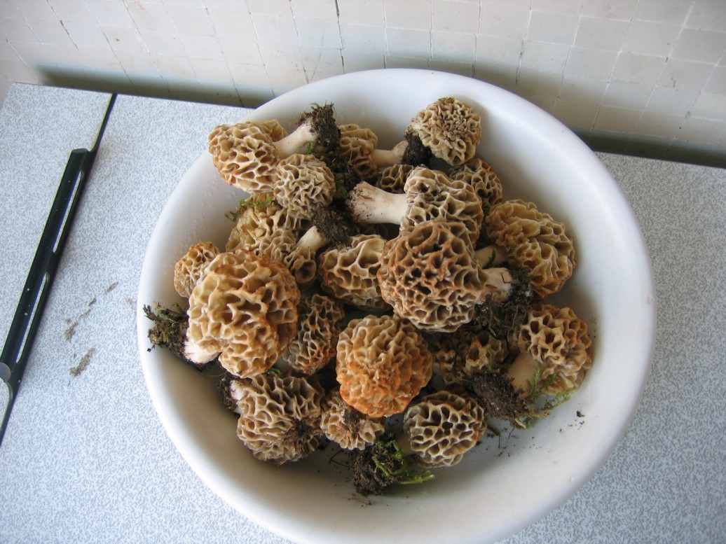 morchella....